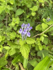 Scutellaria brachyspica