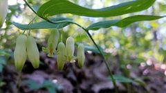 Polygonatum biflorum biflorum