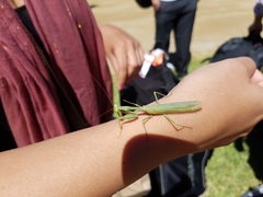Mantodea