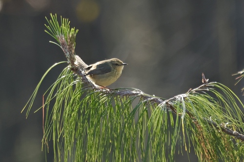 iNaturalist image