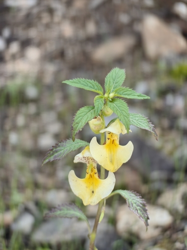 Sickle balsam