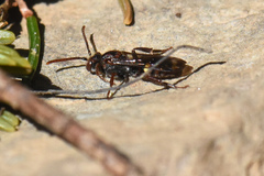Nomada gracilis
