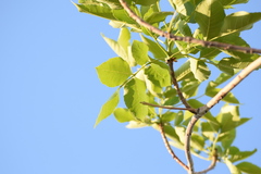 Fraxinus bungeana
