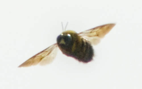 Appendiculate Carpenter Bee