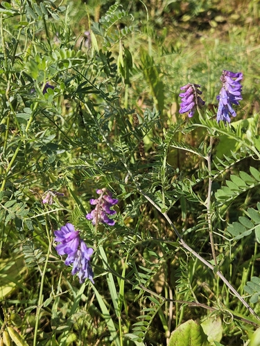 tufted vetch