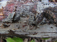 Peniophorella pubera