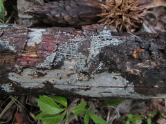 Peniophorella pubera