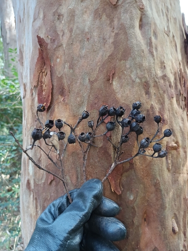 Angophora costata, photograph 3