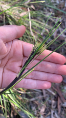 Dasypogon bromeliifolius, photograph (c) Millie Brady, some rights reserved (CC BY)