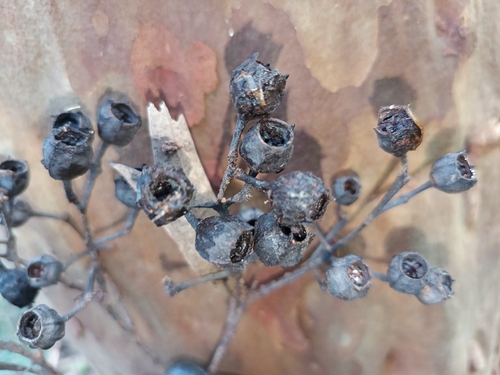 Angophora costata, photograph 4