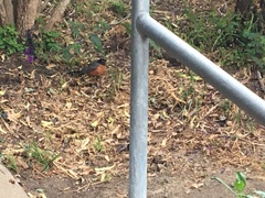 Turdus migratorius