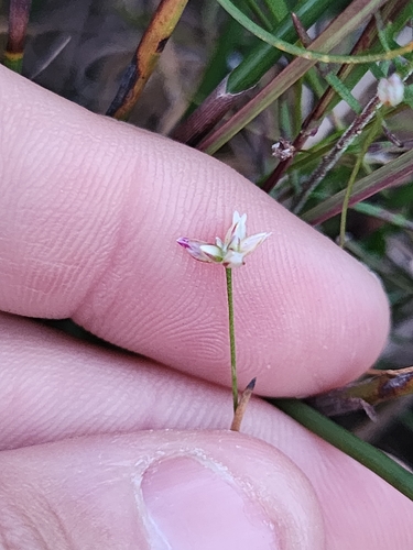 Laxmannia gracilis observed 2026-08-21