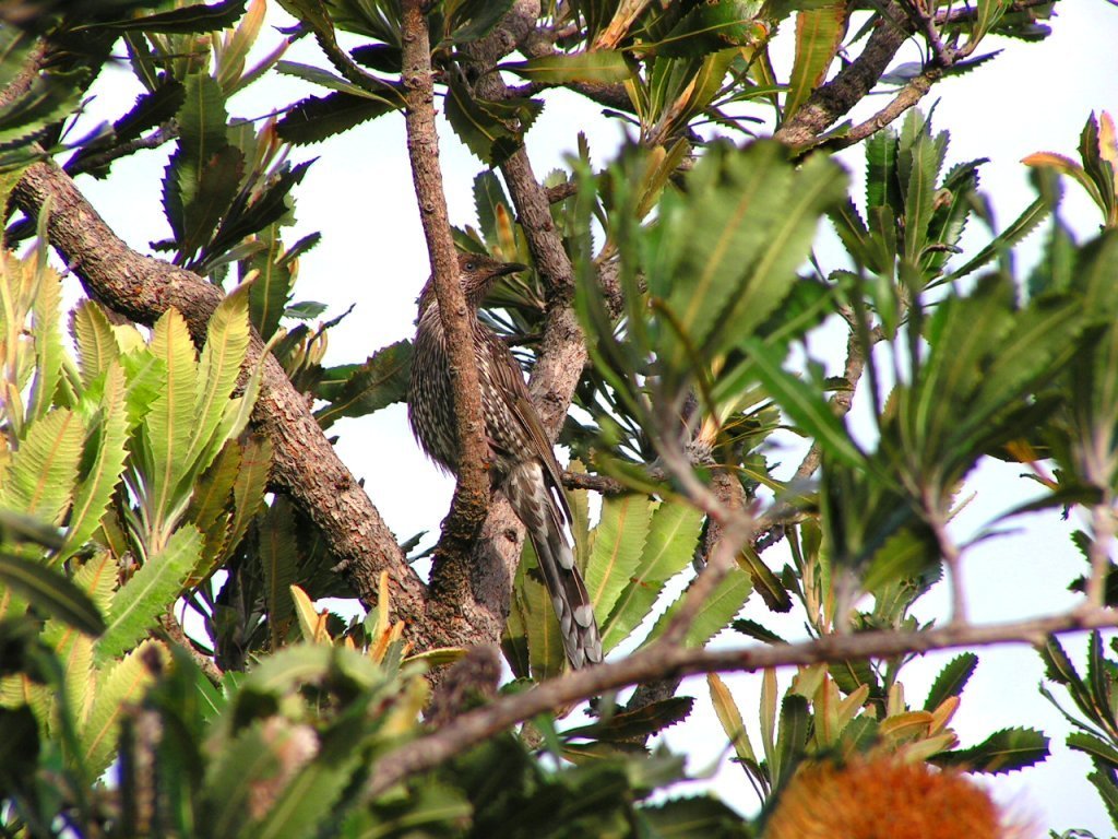 Western Wattlebird (Western Australia - Birds) · iNaturalist