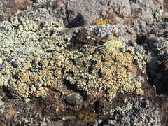 Rhizoplaca subdiscrepans