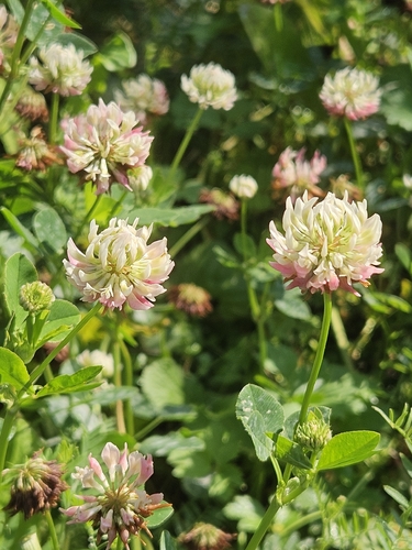 Alsike clover