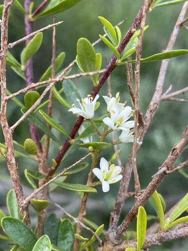 Australian Blackthorn