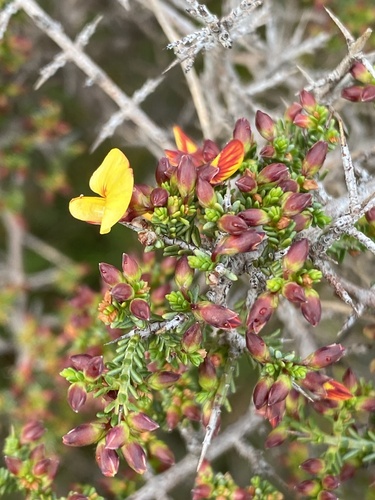 common eutaxia