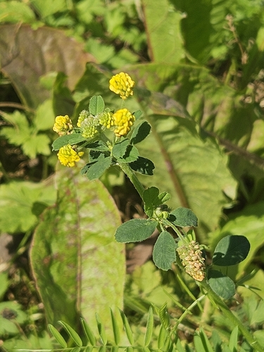 Black Medick