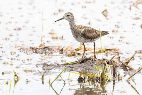 Wood Sandpiper
