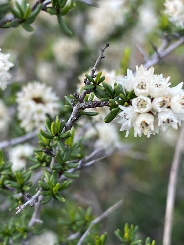 prickly cryptandra