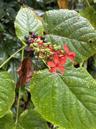 Clerodendrum speciosissimum observed 2026-08-21
