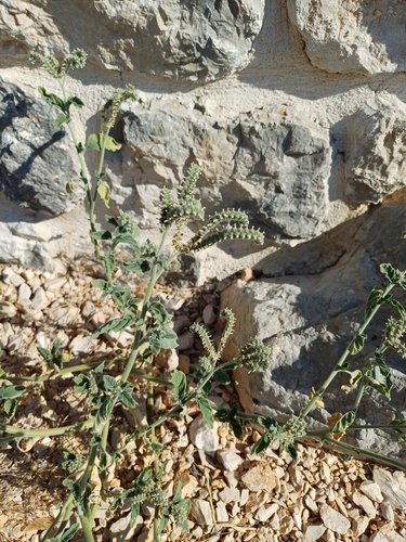 European heliotrope