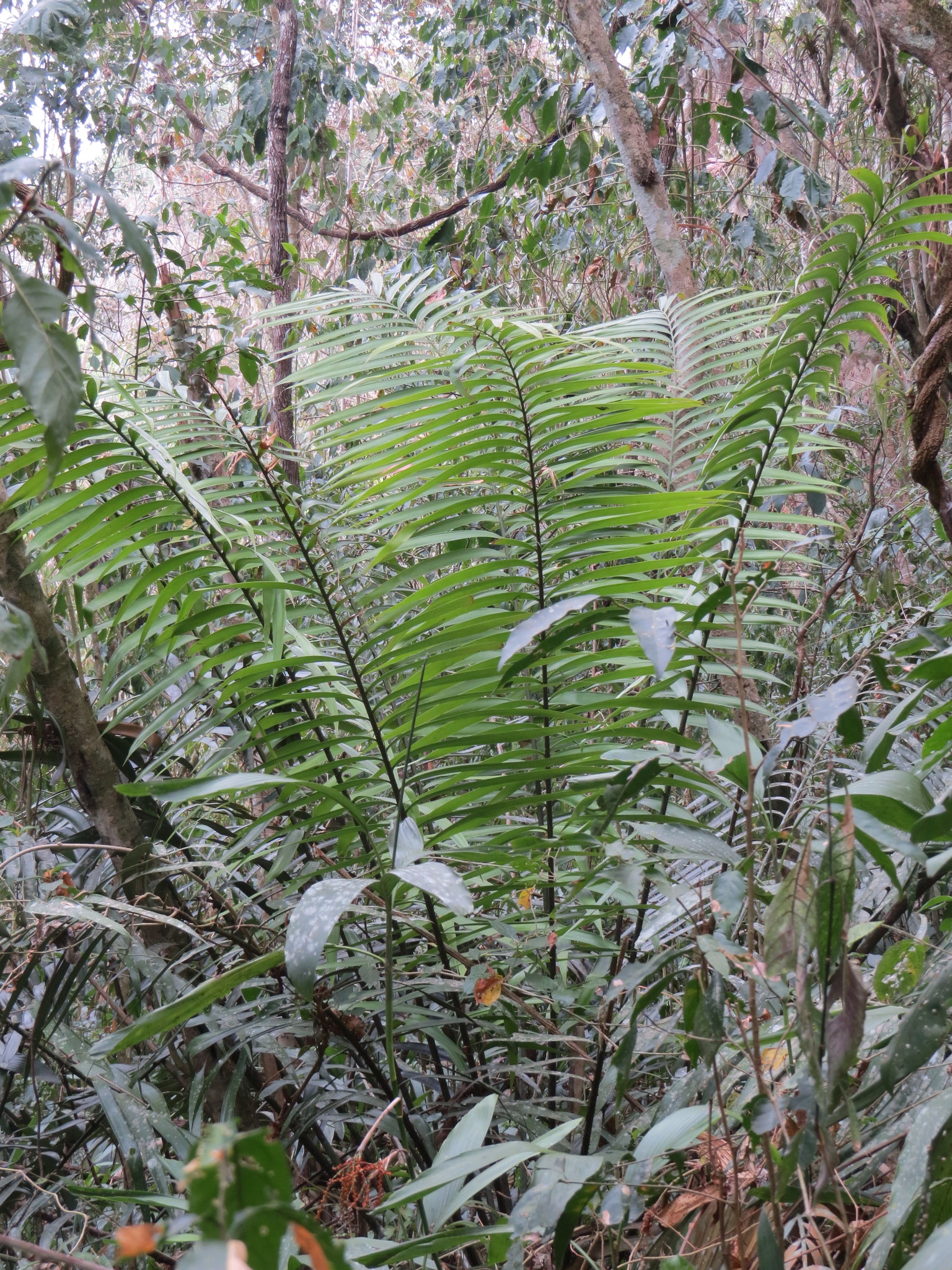 Ceratozamia robusta