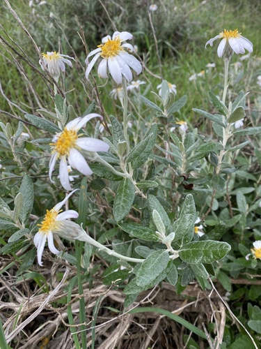 silver daisy-bush