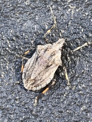 Brochymena lineata