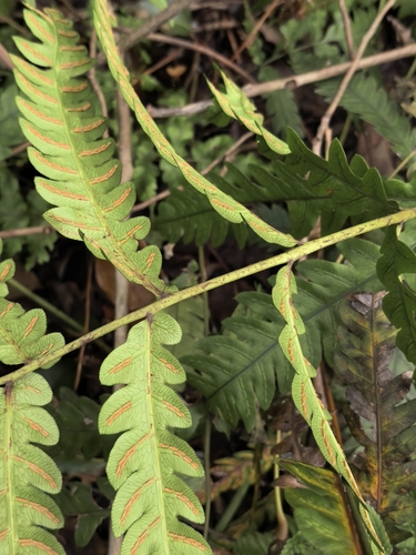 Woodwardia japonica, 2026-08-17