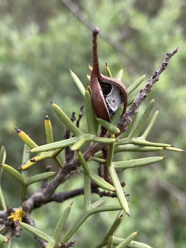 Comb Grevillea