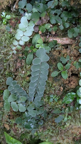 Lindsaea orbiculata observed 2026-08-21