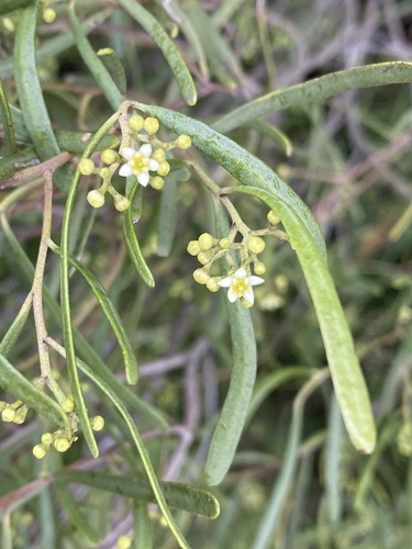 Oil Bush