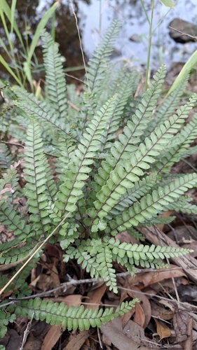 Rough Maidenhair Fern