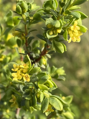 thyme riceflower