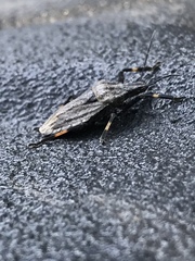 Brochymena lineata