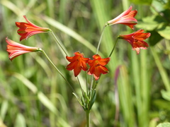 Alstroemeria gardneri