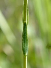 Alstroemeria gardneri