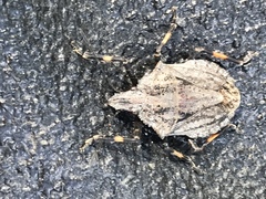 Brochymena lineata