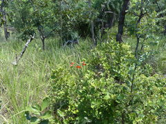 Alstroemeria gardneri