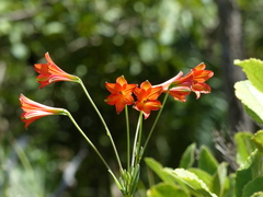 Alstroemeria gardneri