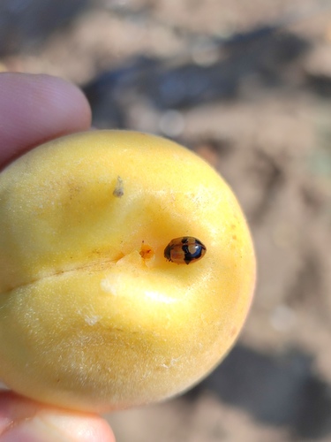 Two-spotted Lady Beetle