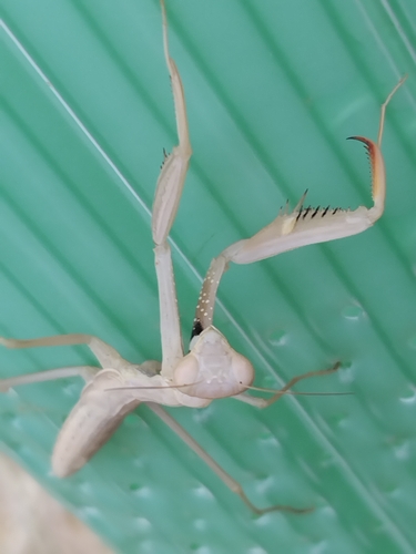 European Mantis