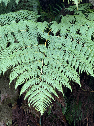 Calochlaena straminea observed 2026-08-21