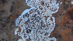 Lecanora marginata