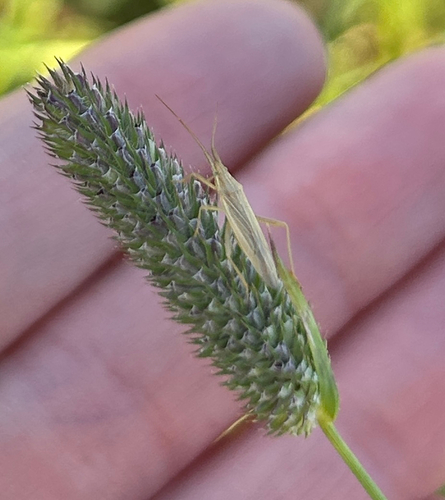 Grass bug