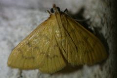 Loxomorpha flavidissimalis