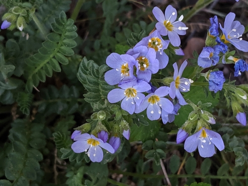 Pretty Jacob's-ladder