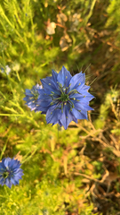 Nigella damascena
