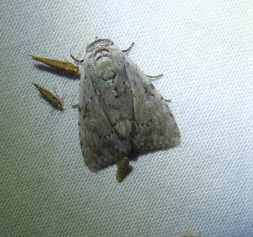 Barasa cymatistis